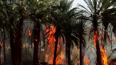 آتش سوزی در نخلستان روستای فیروزآباد راسک