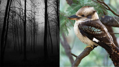 صداهای ترسناک جنگل کار این پرنده وروجک است