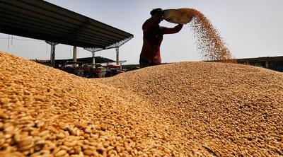 15 کشور برتر تولیدکننده گندم در جهان - روزیاتو