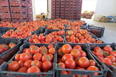 آیا قیمت گوجه فرنگی پاییز ۱۴۰۳ گران می‌شود؟