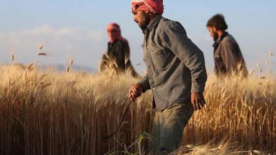 عراق از برداشت بیش از 6 میلیون تن گندم خبر داد؛ سیلوها پر شد و به خودکفایی رسیدیم | خبرگزاری بین المللی شفقنا