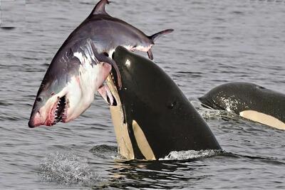 وحوش اقیانوس؛ نهنگ غول جثه دلفین و فوک و بلعید کوسه رو شرحه شرحه کرد به عنوان دسر
