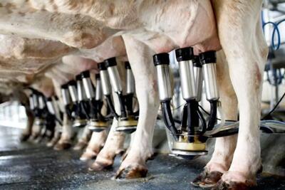 فرآوری شیر گاو؛ گاوها رو تا قطره آخر  با شگردی هرگز ندیده دوشیدن و فرستادن کارخونه