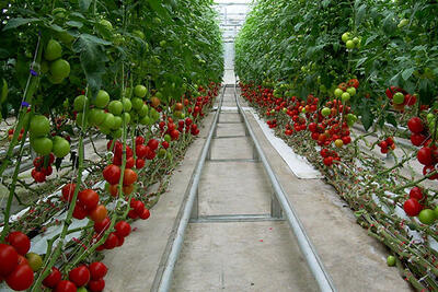 اجرای طرح سایبان با هدف افزایش تولید گوجه فرنگی ابلاغ شد