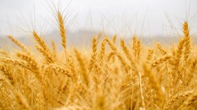 ضرورت حمایت ویژه دولت از بخش خصوصی تولیدکننده بذر برای بالا بردن بهره‌وری در دیمزارها