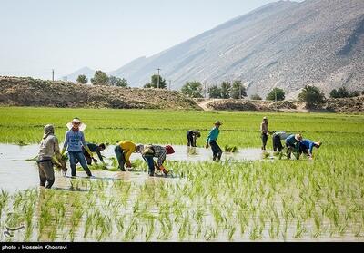 کشت برنج در 650 هزار هکتار از اراضی 19 استان کشور - تسنیم