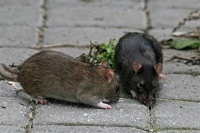 مبارزه با موش های تهران به روش جدید کلید خورد