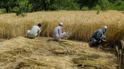 افزایش ۱۳ درصدی تولید گندم در افغانستان