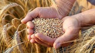 خرید بیش از ۲۰۰ هزار تن گندم از مزارع استان همدان
