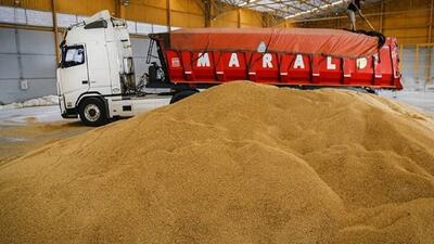 کاهش میزان خرید گندم در استان یزد