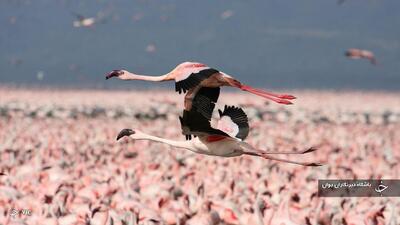 جمعیت پرندگان در تالاب کانی‌برازان حدود ۳۰ درصد افزایش یافت