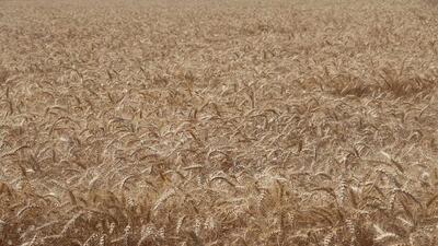 رشد ۱۷ درصدی خرید گندم در استان قزوین
