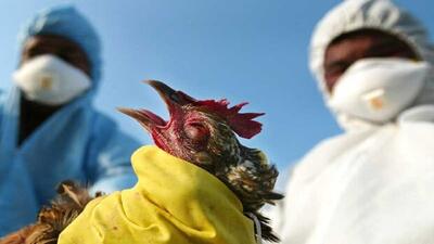 تزریق واکسن برای پیشگیری از بیماری آنفلوانزای فوق حاد پرندگان