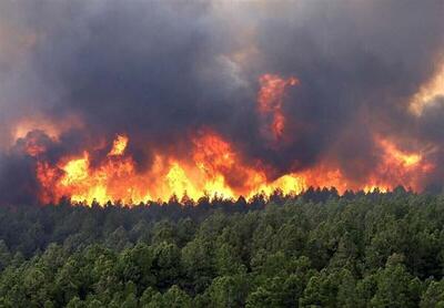 آتش سوزی در جنگل اولنگ