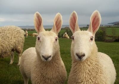 گوسفند لستر؛ گوسفند عجیب ۱۸۰ کیلویی که شبیه یک خرگوش غول‌پیکر است!(+عکس)