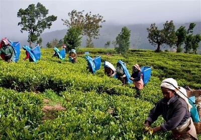 سریلانکا پول نفت ایران را با چای تسویه کرد | اقتصاد24