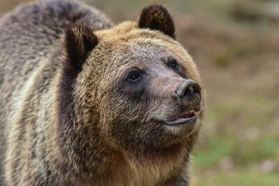 تصاویر جدیدی از ‎خرس قهوه‌ای در ارتفاعات ‎مازندران ثبت شد