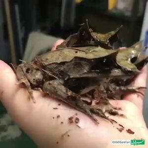 (ویدئو) قورباغه‌های عجیب به شکل برگ!