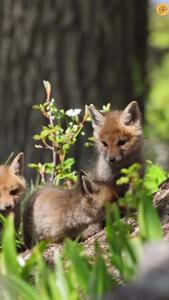 (ویدئو) نمایی نزدیک از توله روباه‌های قرمز در جنگل هیرکانی