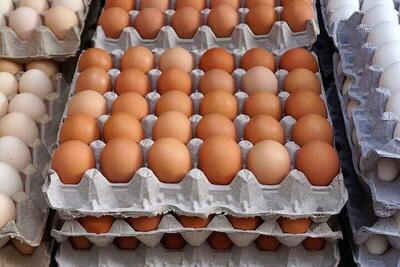 قیمت تخم مرغ ۲۸ تیر۱۴۰۳ /قیمت تخم مرغ محلی بسته ای چند؟