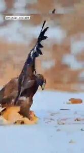 لحظه شگفت‌انگیز حمله عقاب به خرگوش + ویدئو