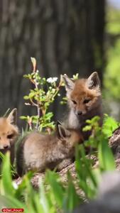 فیلم خوش رنگ ترین روباه ها در جنگل های شمال ایران