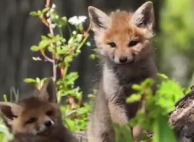 تصاویر دیدنی بازیگوشی توله‌های روباه قرمز در جنگل‌های هیرکانی + ویدئو