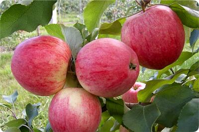13 خاصیت باورنکردنی و بی نظیر سیب گلاب برای سلامت بدن و زیبایی