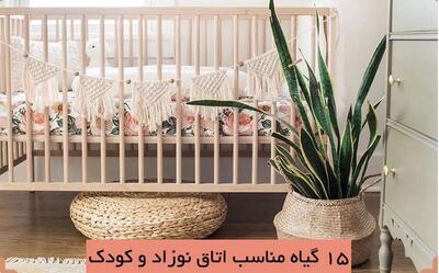 4 تا از بهترین گیاهان آپارتمانی مناسب اتاق نوزاد و کودک + عکس