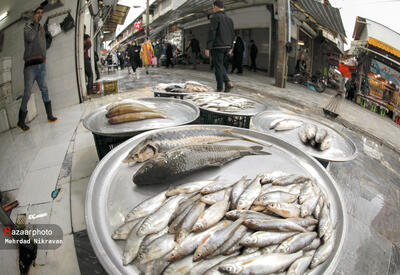قیمت انواع ماهی ۲۸ تیر ۱۴۰۳