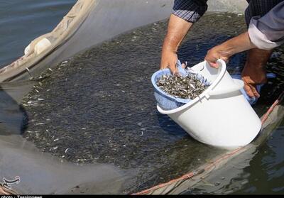 رهاسازی 22 میلیون قطعه ماهی در مزارع بهشهر - تسنیم