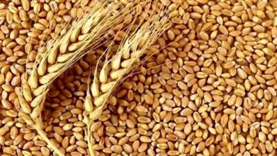 خرید گندم در آذربایجان غربی به ۳۰۰ هزار تن رسید