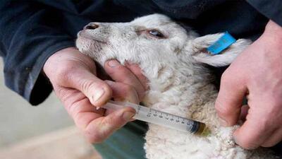 واکسیناسیون دام‌های سبک علیه بیماری تب برفکی در گلستان آغاز شد