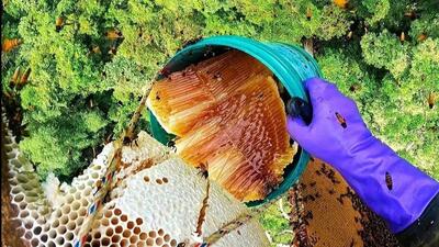 ماجراجویی یک شکارچی عسل وحشی در جنگل های اکوادور (فیلم)