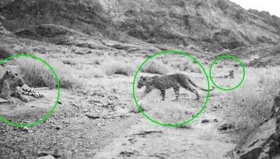 بهشت گربه‌سانان  ایران تصویری بی‌نظیر از ۴ قلاده پلنگ را به خود دید