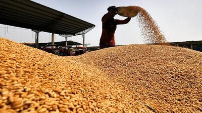 گندمکاران بخوانند/ خبر جدید درباره قیمت گندم