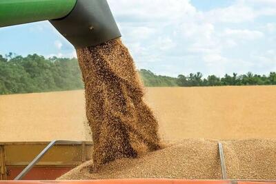 قیمت خرید تضمینی گندم کی اعلام می‌شود؟