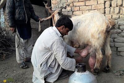 (تصاویر) «بز دین‌پناه»؛ هیولای ۴۵۰ کیلویی پاکستانی که روزی ۲.۵ لیتر شیر می‌دهد
