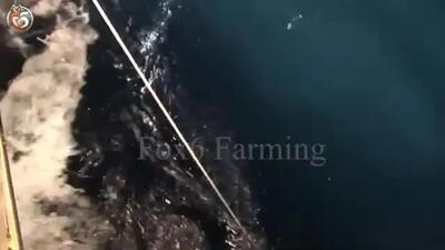 (ویدئو) چگونه ماهیگیران میلیون ها اختاپوس غول پیکر را صید می کنند؟