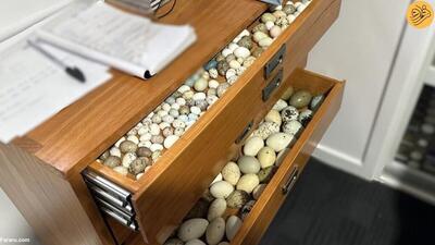 (عکس) کشف هزاران تخم پرندگان کمیاب از خانه‌ای در استرالیا