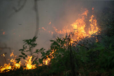 آتش‌سوزی در مراتع و جنگل‌های کردستان ۲۴ درصد کاهش یافت
