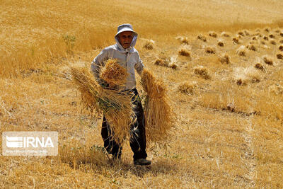 ۷۴ هزار تن گندم از کشاورزان کهگیلویه و بویراحمد خریداری شد