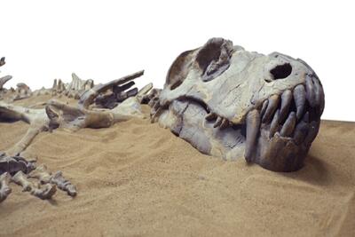 کشف یکی از قدیمی‌ترین فسیل‌های دایناسور در برزیل