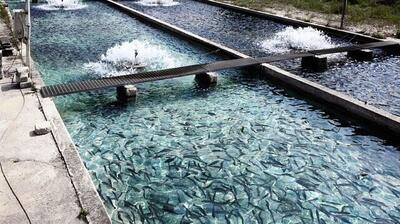۳۰ درصد مزارع ماهیان گرمابی کشور در گیلان قرار دارد