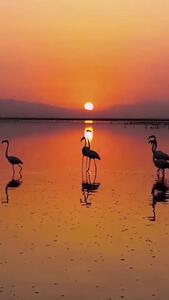منظره‌ای زیبا و خیره‌کننده‌ از دریاچهٔ مهارلوی شیراز و فلامینگوهای مهاجر + فیلم