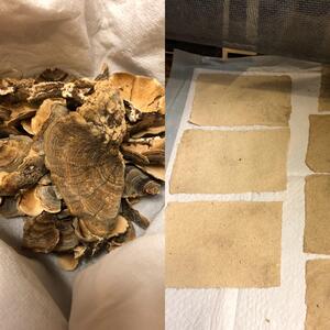 قارچ‌ها حافظ جان درختان/استفاده از قارچ برای تولید کاغذ