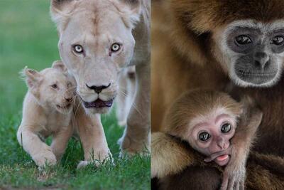 تصاویری از مادران و فرزندان در دنیای حیوانات - زومیت