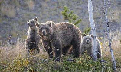 غذا دادن به خرس‌های جنگل در روسیه (فیلم)