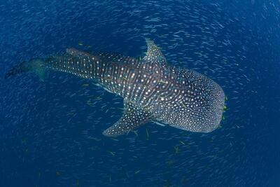 بی آزارترین غول خلیج فارس را بشناسید / این غول دریایی یکی از عظیم‌الجثه‌ترین حیوانات روی زمین است(+عکس)