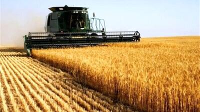 رشد 18 درصدی خرید گندم از آغاز فصل برداشت